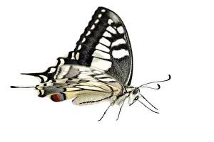 Swallowtail Prints: Picture No. 12018986