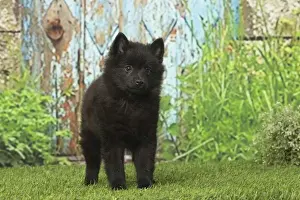 Schipperkes Prints: Picture No. 12019049