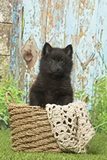 Schipperkes Prints: Picture No. 12019052