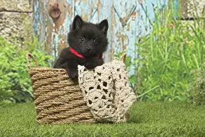 Schipperkes Prints: Picture No. 12019053