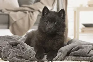 Schipperkes Prints: Picture No. 12019058