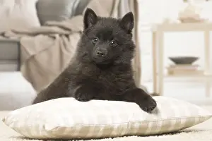 Schipperkes Prints: Picture No. 12019059