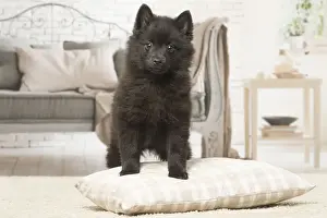 Schipperkes Prints: Picture No. 12019060