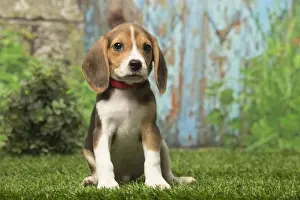 Beagles Prints: Picture No. 12019063