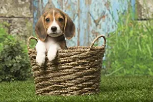 Beagles Prints: Picture No. 12019064