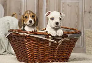 Beagles Prints: Picture No. 12019069