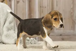 Beagles Prints: Picture No. 12019070