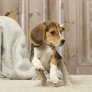 Beagles Prints: Picture No. 12019071