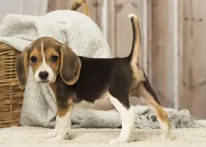 Beagles Prints: Picture No. 12019072