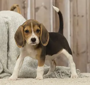 Beagles Prints: Picture No. 12019073