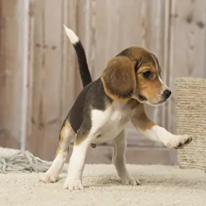 Beagles Prints: Picture No. 12019074