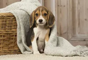 Beagles Prints: Picture No. 12019076