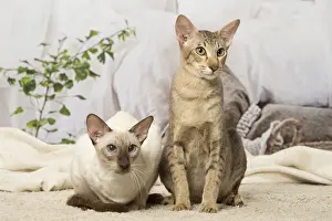 Picture No. 12019096