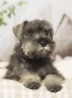 Picture No. 12019106