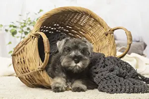 Picture No. 12019112