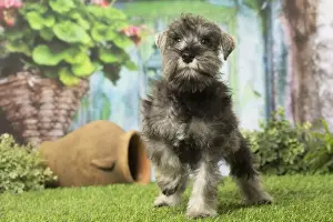 Schnauzers Prints: Picture No. 12019118