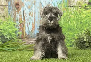 Schnauzers Prints: Picture No. 12019128