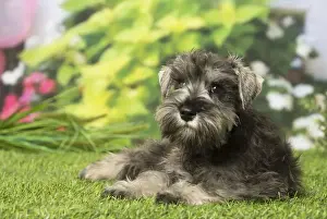 Schnauzers Prints: Picture No. 12019129