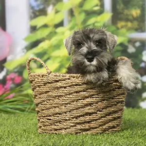 Schnauzers Prints: Picture No. 12019130