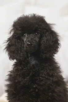 Poodle Collection: Picture No. 12019144
