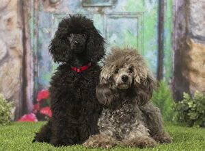 Poodle Collection: Picture No. 12019154