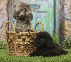 Basket Prints: Picture No. 12019155