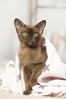 Burmese Prints: Picture No. 12019195
