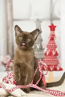 Burmese Prints: Picture No. 12019198