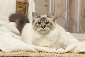 Birman Prints: Picture No. 12019300