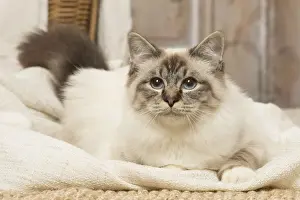 Birman Prints: Picture No. 12019301