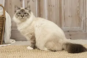 Birman Prints: Picture No. 12019303