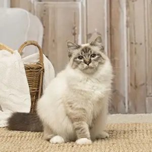 Birman Prints: Picture No. 12019304