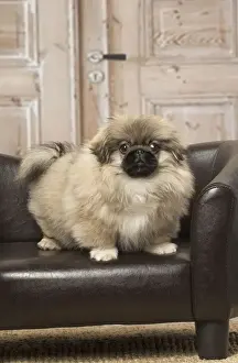 Pekingese Prints: Picture No. 12019314
