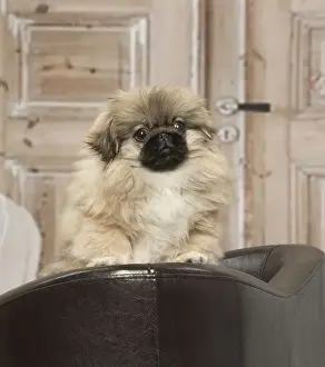 Pekingese Prints: Picture No. 12019315