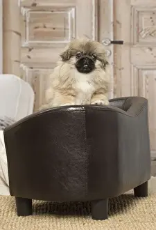 Pekingese Prints: Picture No. 12019316