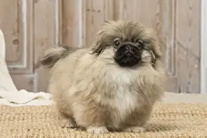 Pekingese Prints: Picture No. 12019317