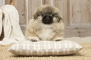 Pekingese Prints: Picture No. 12019318