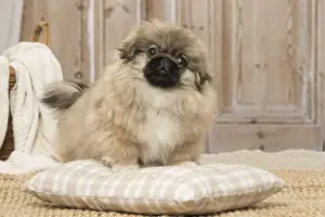 Pekingese Prints: Picture No. 12019319