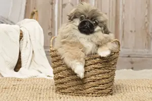 Pekingese Prints: Picture No. 12019320