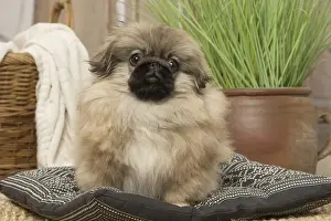 Pekingese Prints: Picture No. 12019321