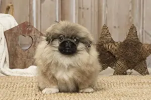 Pekingese Prints: Picture No. 12019322