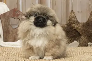 Pekingese Prints: Picture No. 12019323