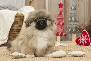 Pekingese Prints: Picture No. 12019324
