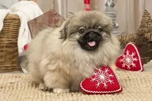 Pekingese Prints: Picture No. 12019326