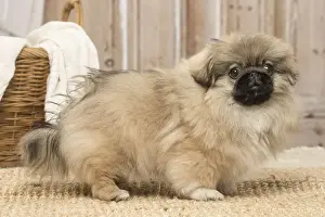 Pekingese Prints: Picture No. 12019327