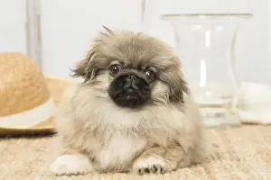 Pekingese Prints: Picture No. 12019329