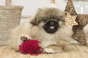 Pekingese Prints: Picture No. 12019330