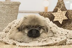 Pekingese Prints: Picture No. 12019331
