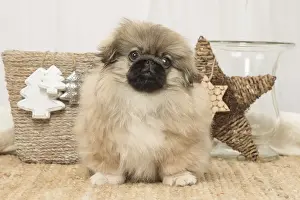 Pekingese Prints: Picture No. 12019333