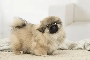 Pekingese Prints: Picture No. 12019335